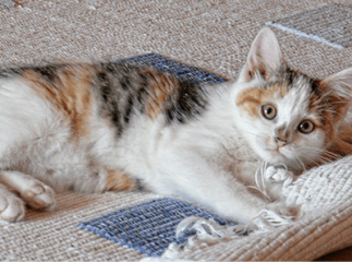 pellicules chez le chat